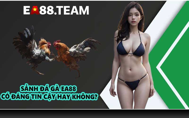 Sảnh đá gà EA88 có đáng tin cậy hay không?